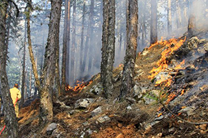 İhmaller Yüzünden 6 Bin 500 Hektar Orman Kül Oldu
