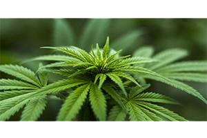 Kenevir Ekimi İçin Üç Kadın Çiftçi Başvuruda Bulundu