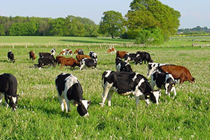 Bitkisel Üretim ve Hayvancılığa Destek Müjdesi