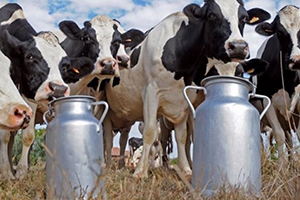 Süt Üreticisini Rahatlatan Açıklama