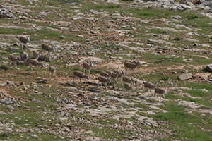 Doğaya Bırakılan Ceylanlar Sıkı Şekilde Takip Ediliyor