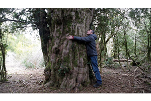 2500 Yıllık Ağaç Tesadüfen Bulundu