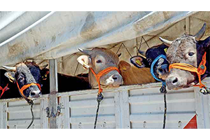 Çalınan 14 Büyükbaş Hayvan Nakliye Sırasında Telef Oldu