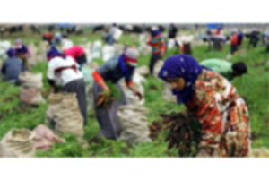 Mevsimlik Tarım İşçileri İçin Koronavirüs Tedbiri