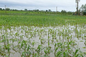 Gaziantep te Etkili Olan Yağışlar Tarım Alanlarına Zarar Verdi