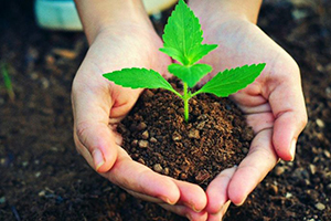 Fidan İhracatından Bir Yılda 97 Milyon Dolarlık Gelir