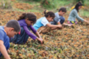 TÜİK Açıkladı Tarımda Çocuk İşçi Sayısı