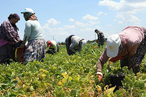 Mevsimlik Tarım İşçisi Göçü Kovid 19 Endişesiyle Başladı