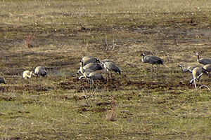 Nesli Tükenme Tehlikesi Altında Olan Turnalar Ovacık ı Mesken Tuttu