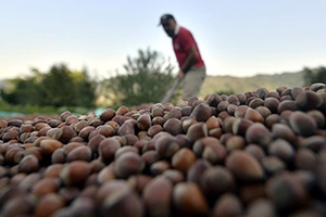 Fındık Üreticisine 11 Yılda 8 5 Milyar Lira Destek