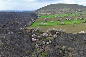 Yanık Ülke İlkbaharla Renklendi