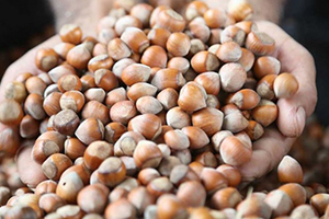 Ulusal Fındık Çalıştayı Ertelendi