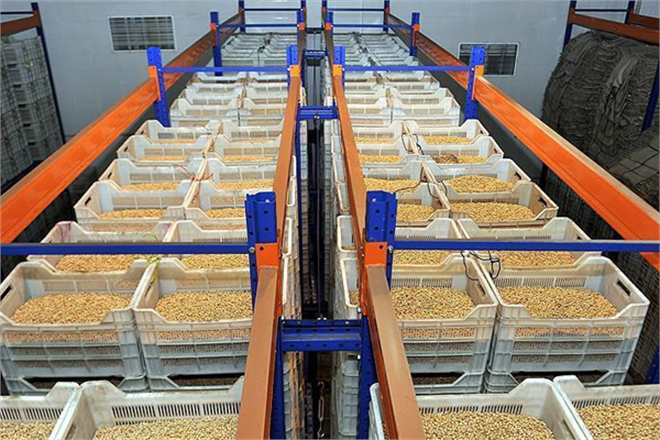 Egeli Hububatçılar İhracatını 56 Milyon Dolara Çıkardı