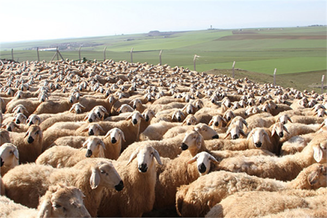 Küçükbaş Hayvancılık İçin Milli Seferberlik Talebi