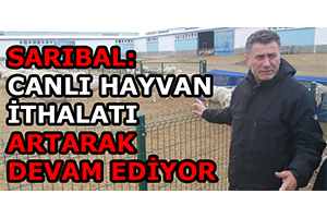 Sarıbal Canlı Hayvan İthalatı Artarak Devam Ediyor