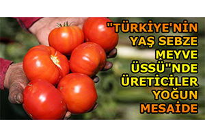 Türkiye nin Yaş Sebze Meyve Üssü nde Üreticiler Yoğun Mesaide