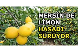 Mersin de Limon Hasadı Sürüyor