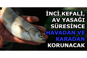 İnci Kefali Av Yasağı Süresince Havadan ve Karadan Korunacak
