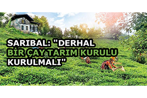 Sarıbal Derhal Bir Çay Tarım Kurulu Kurulmalı
