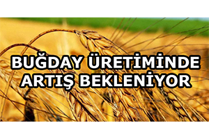 Buğday Üretiminde Artış Bekleniyor