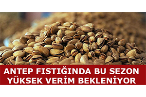Antep Fıstığında Bu Sezon Yüksek Verim Bekleniyor