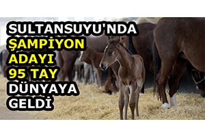 Sultansuyu`nda Şampiyon Adayı 95 Tay Dünyaya Geldi