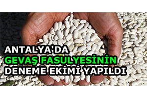 Antalya da Gevaş Fasulyesinin Deneme Ekimi Yapıldı