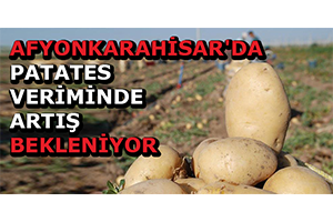 Afyonkarahisar da Patates Veriminde Artış Bekleniyor