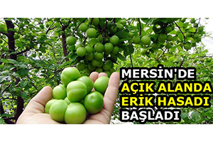 Mersin de Açık Alanda Erik Hasadı Başladı