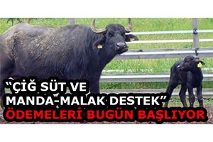 Çiğ Süt ve Manda Malak Destek Ödemeleri Bugün Başlıyor