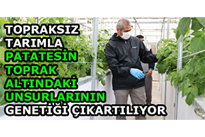 Topraksız Tarımla Patatesin Toprak Altındaki Unsurlarının Genetiği Çıkartılıyor