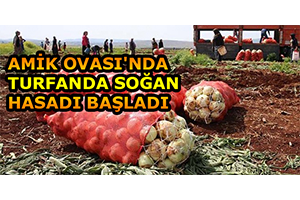 Amik Ovası nda Turfanda Soğan Hasadı Başladı