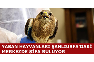 Yaban Hayvanları Şanlıurfa daki Merkezde Şifa Buluyor