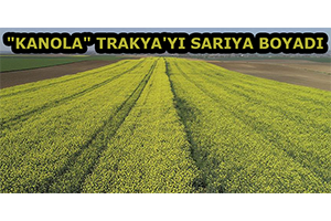 Kanola Trakya yı Sarıya Boyadı