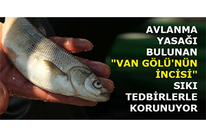 Avlanma Yasağı Bulunan Van Gölü nün İncisi Sıkı Tedbirlerle Korunuyor
