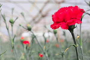 Çiçek İhracatçıları Destek İstiyor