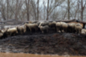 Belediye Ekipleri Su Baskınında Hayvanları Telef Olmaktan Kurtardı