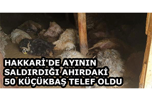 Hakkari de Ayının Saldırdığı Ahırdaki 50 Küçükbaş Telef Oldu