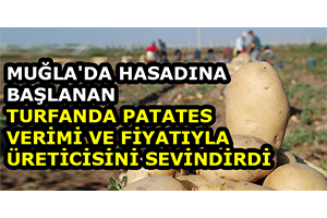Muğla da Hasadına Başlanan Turfanda Patates Verimi Ve Fiyatıyla Üreticisini Sevindirdi