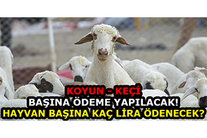 Koyun Keçi Başına Ödeme Yapılacak Hayvan Başına Kaç Lira Ödenecek