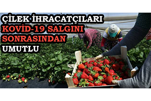 Çilek İhracatçıları Kovid 19 Salgını Sonrasından Umutlu