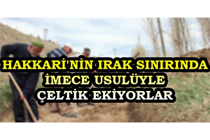 Hakkari nin Irak Sınırında İmece Usulüyle Çeltik Ekiyorlar