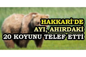 Hakkari de Ayı Ahırdaki 20 Koyunu Telef Etti