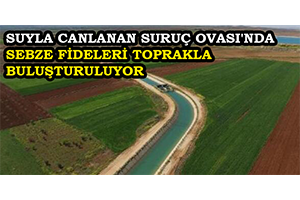 Suyla Canlanan Suruç Ovası nda Sebze Fideleri Toprakla Buluşturuluyor