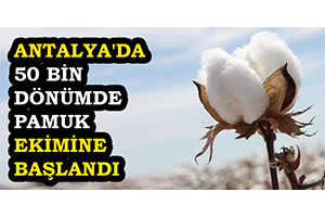 Antalya da 50 Bin Dönümde Pamuk Ekimine Başlandı
