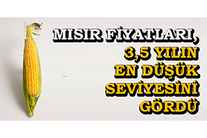 Mısır Fiyatları 3 5 Yılın En Düşük Seviyesini Gördü