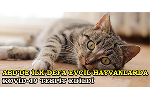 ABD de İlk Defa Evcil Hayvanlarda Kovid 19 Tespit Edildi