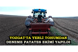 Yozgat ta Yerli Tohumdan Deneme Patates Ekimi Yapıldı