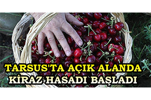 Tarsus ta Açık Alanda Kiraz Hasadı Başladı