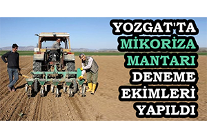 Yozgat ta Mikoriza Mantarı Deneme Ekimleri Yapıldı